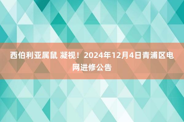 西伯利亚属鼠 凝视！2024年12月4日青浦区电网进修公告